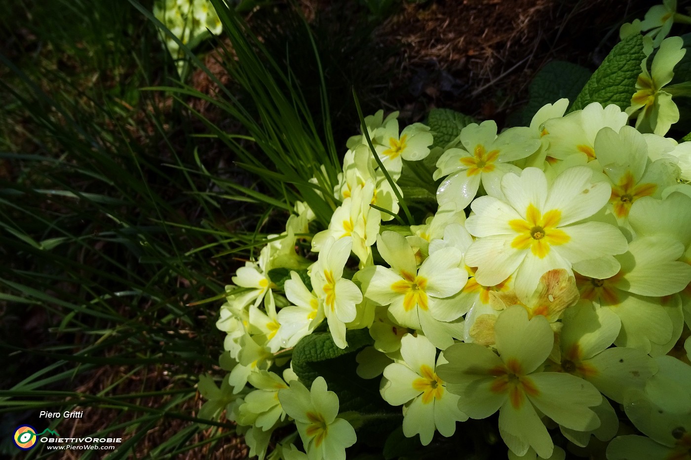 33 Primule gialle (Primula vulgaris).JPG -                                